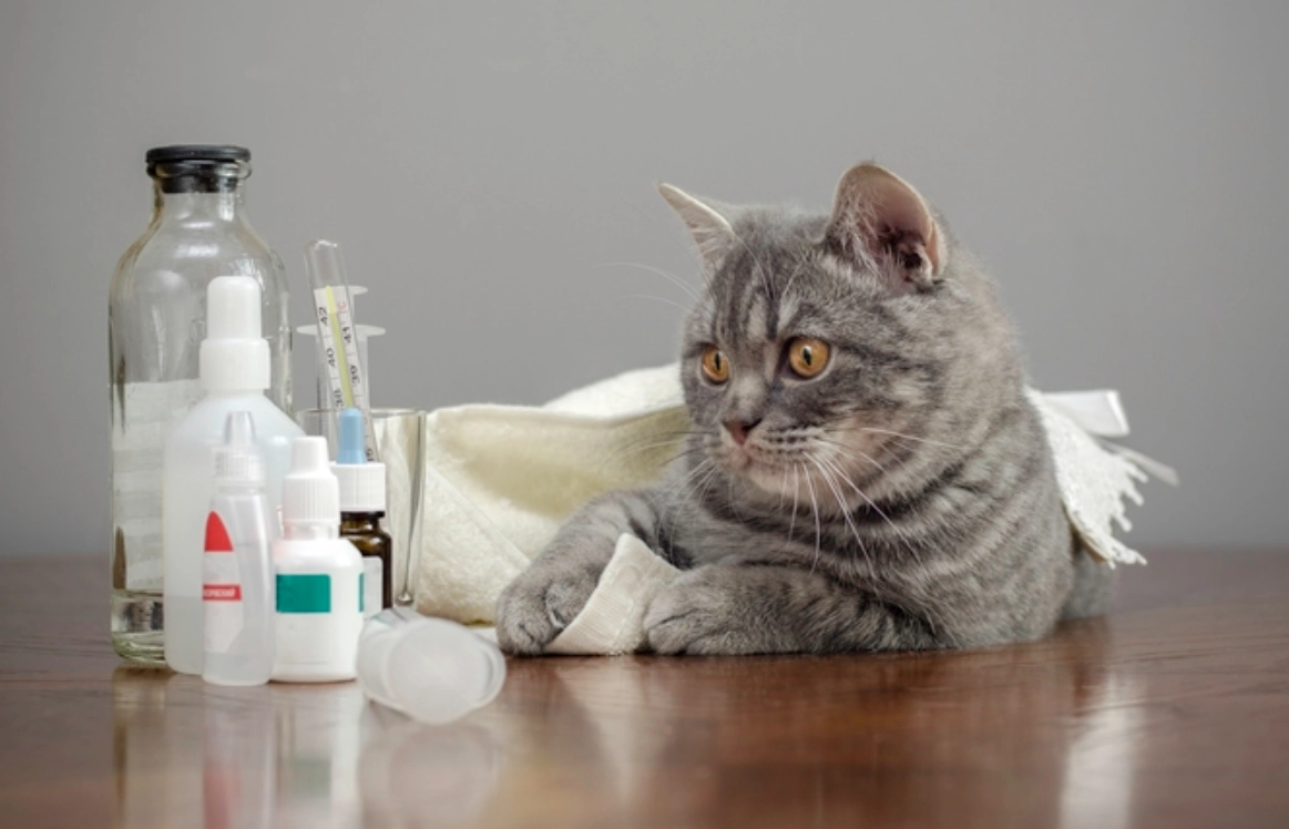 貓不能吃的食物 貓不能吃的食物