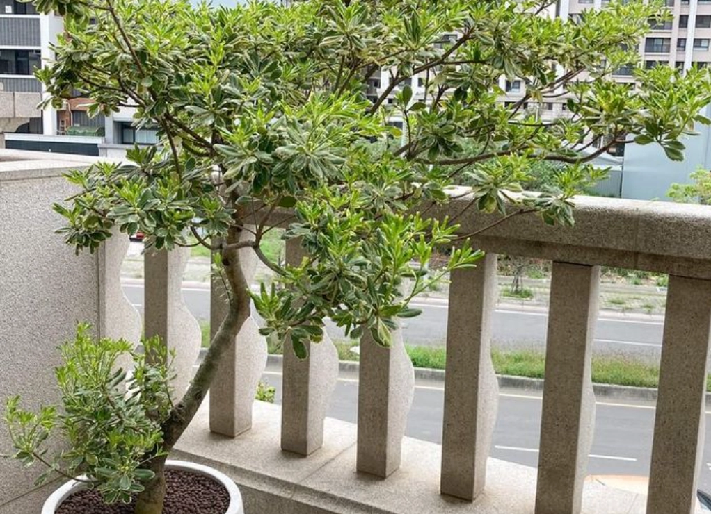 陽台種樹 陽台種樹