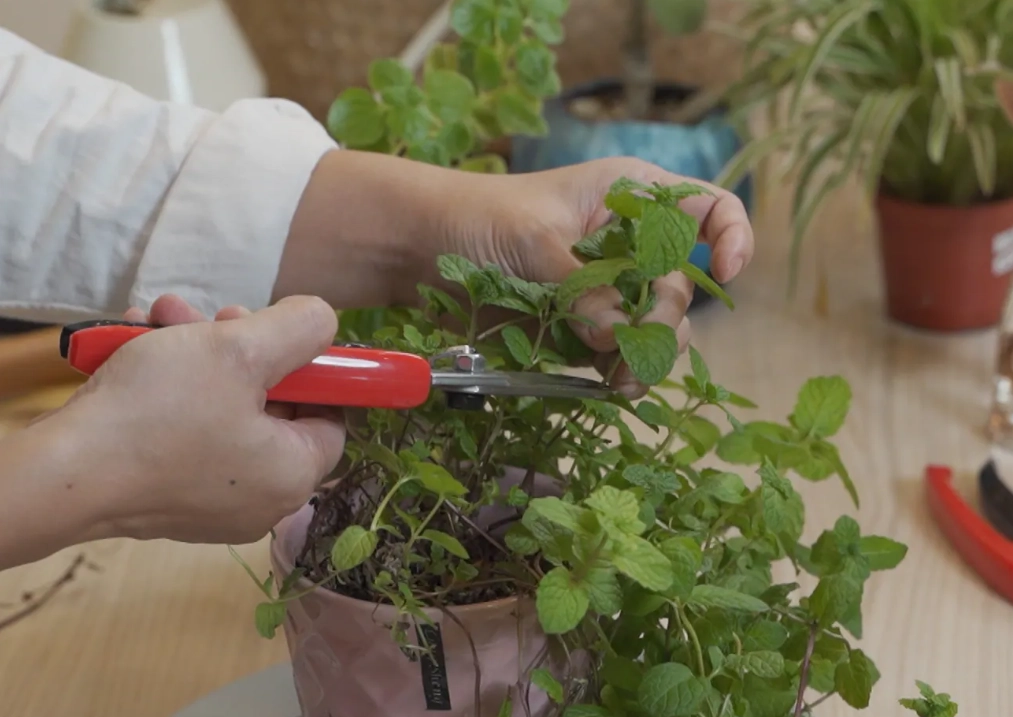 園藝修剪工具 園藝修剪工具