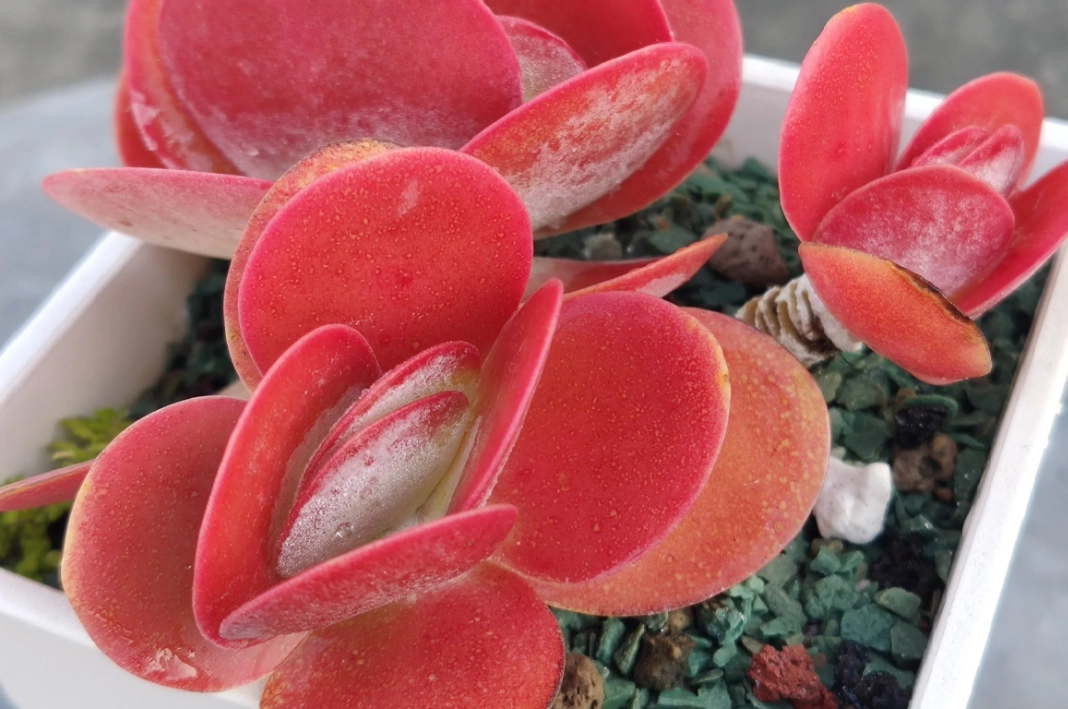 多肉植物唐印 多肉植物唐印