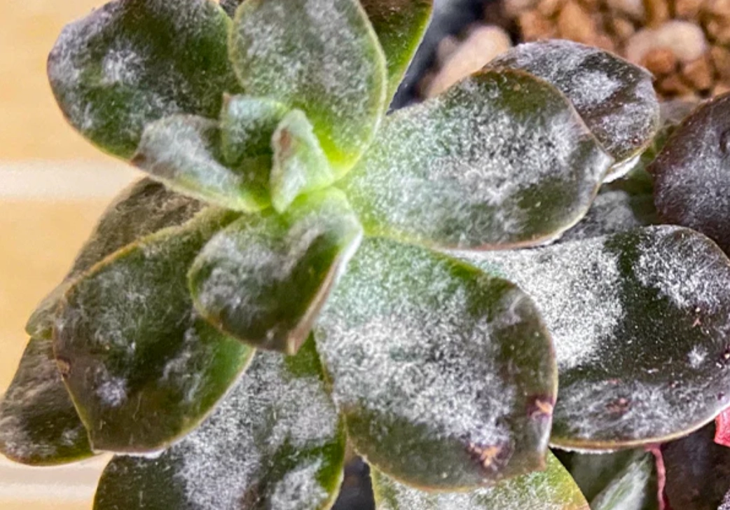多肉植物病害 多肉植物病害