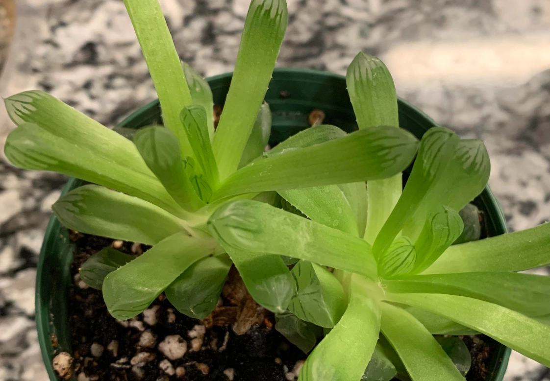 多肉植物徒長 多肉植物徒長