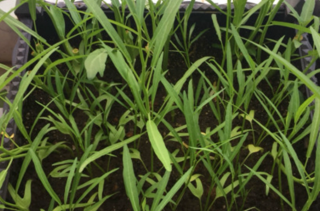 蔬菜變黃能吃嗎 蔬菜變黃能吃嗎