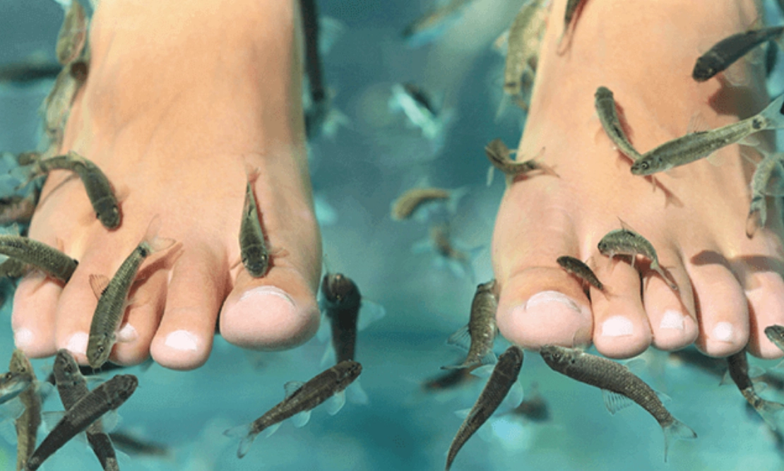 夢到被魚咬腳解析 夢到被魚咬腳解析