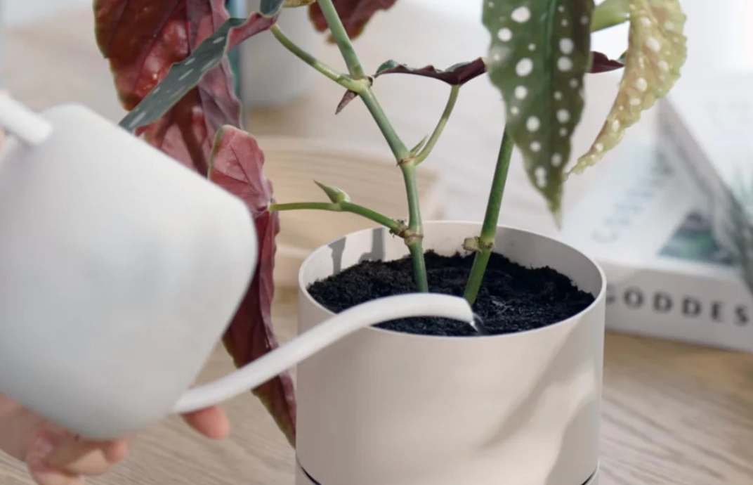 如何判斷盆栽澆水 如何判斷盆栽澆水