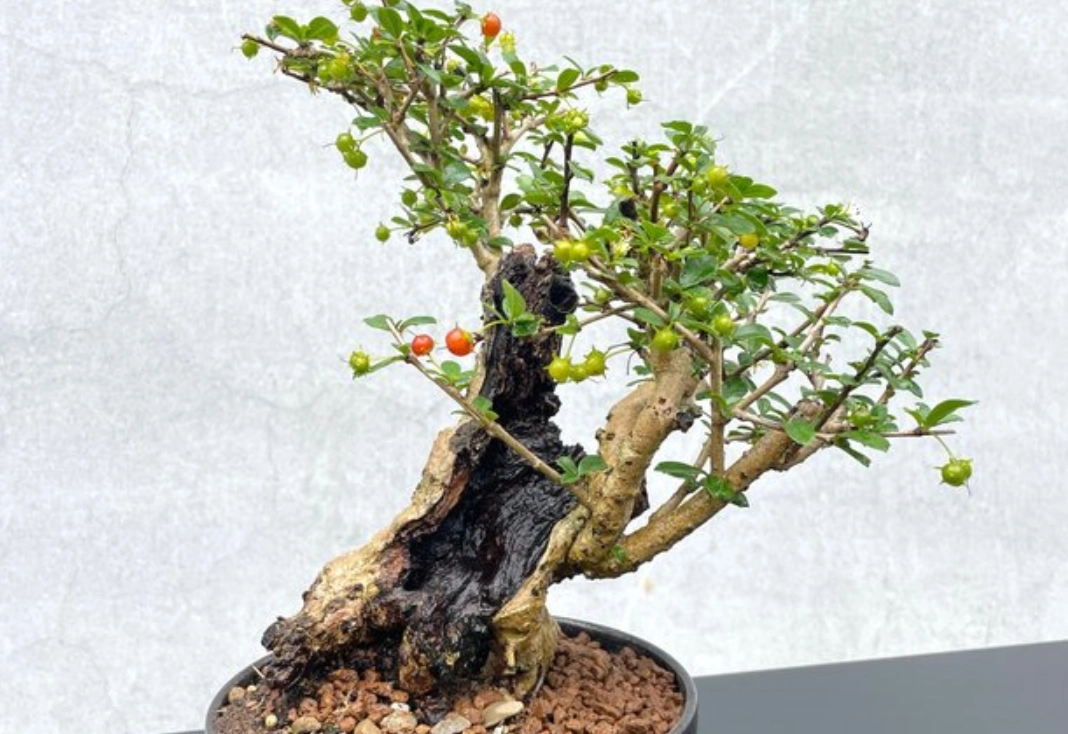 景觀樹木 景觀樹木