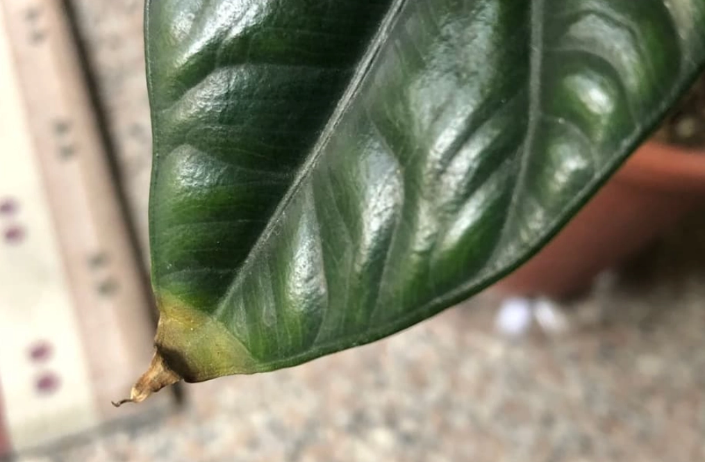 觀音蓮養護方法