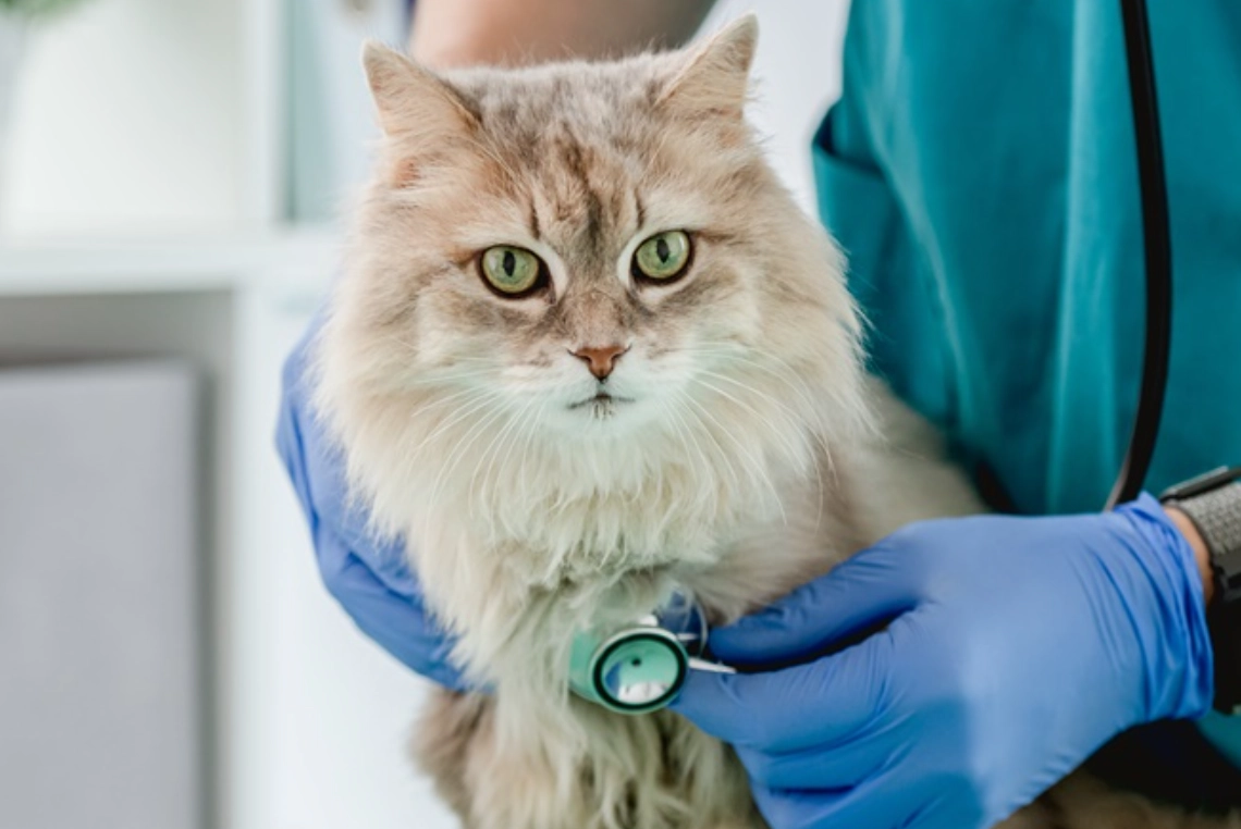 貓不能吃的食物 貓不能吃的食物