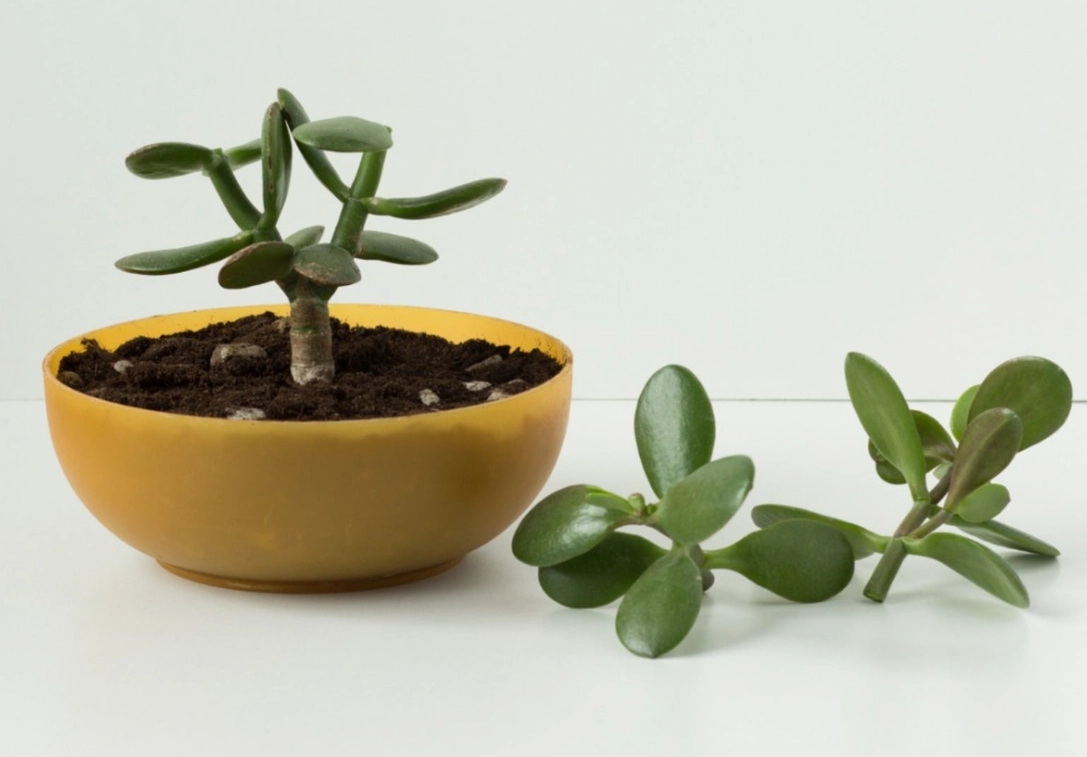 玉樹扦插 玉樹扦插