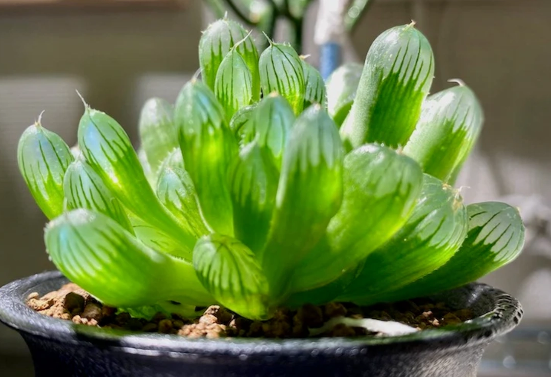 多肉植物徒長 多肉植物徒長