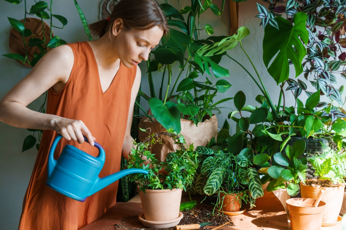 盆栽澆水頻率 盆栽澆水頻率