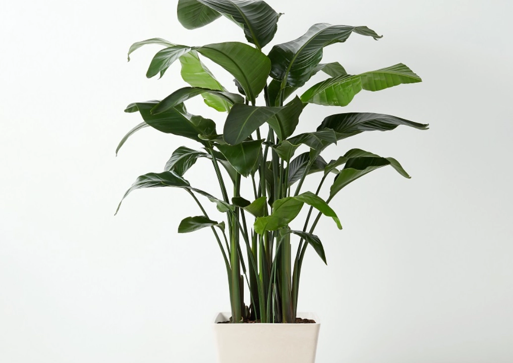 天堂鳥養護技巧