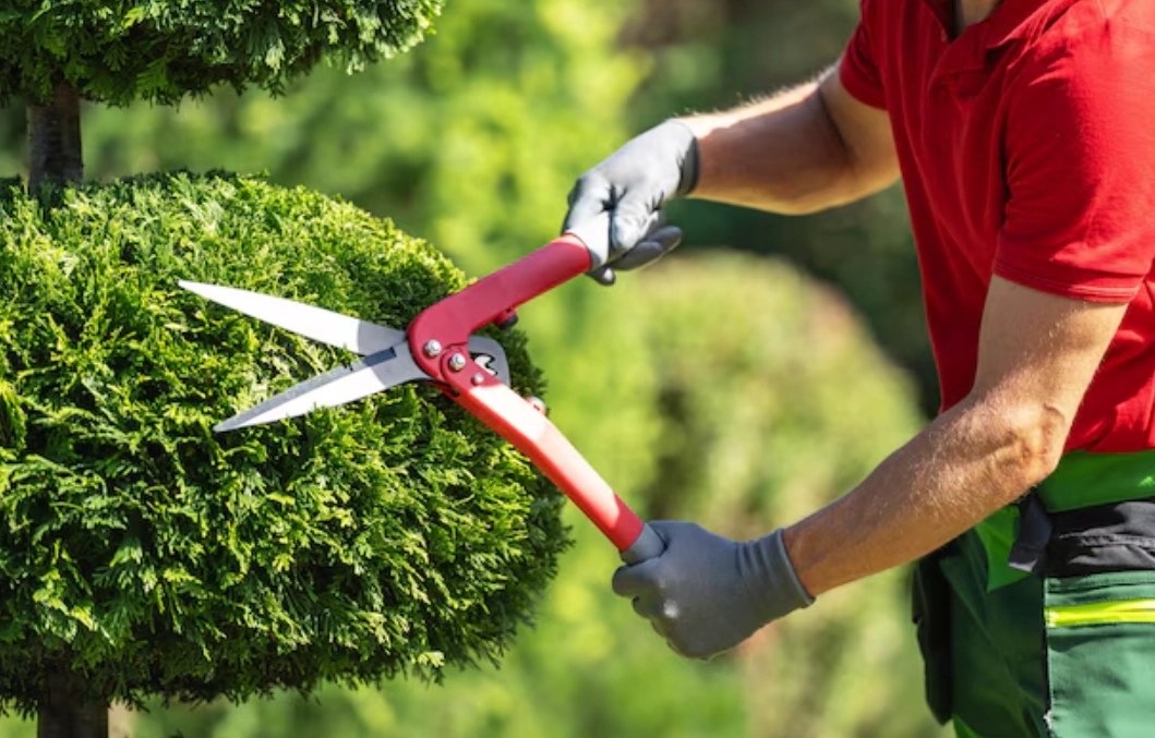 花草修剪時機 花草修剪時機