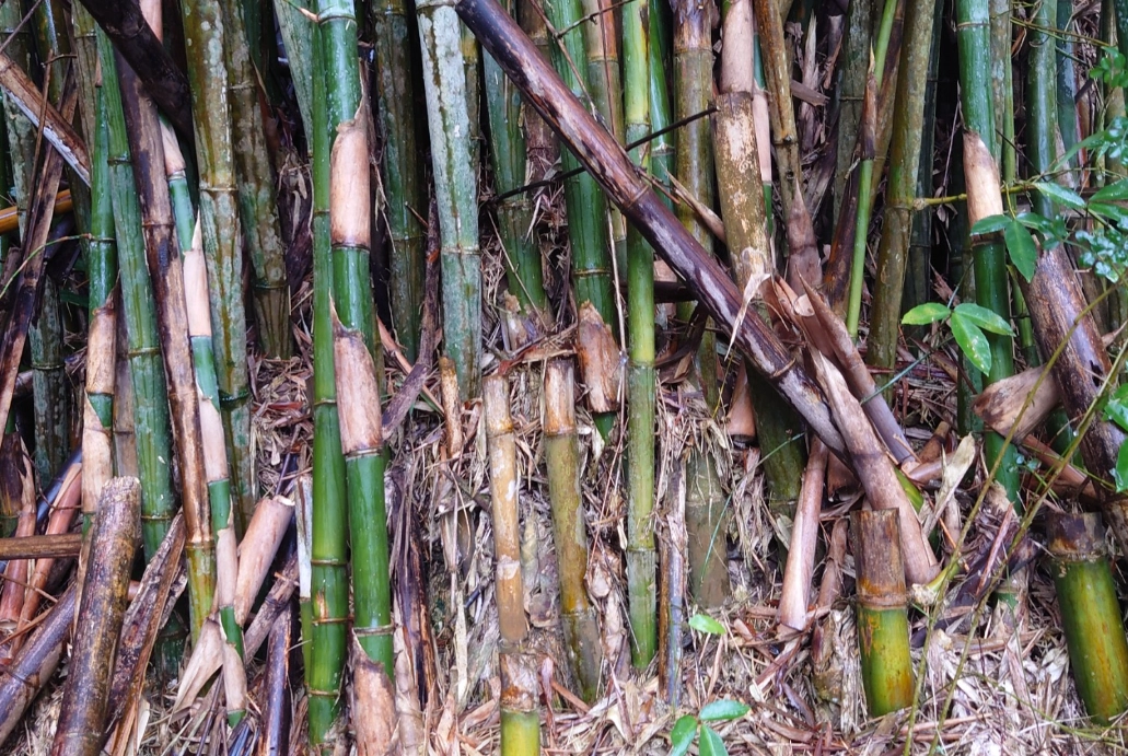 竹子根系