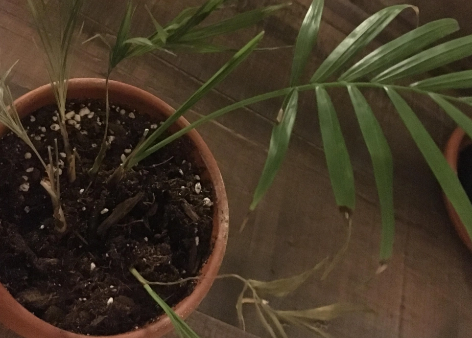 袖珍椰子葉子焦枯