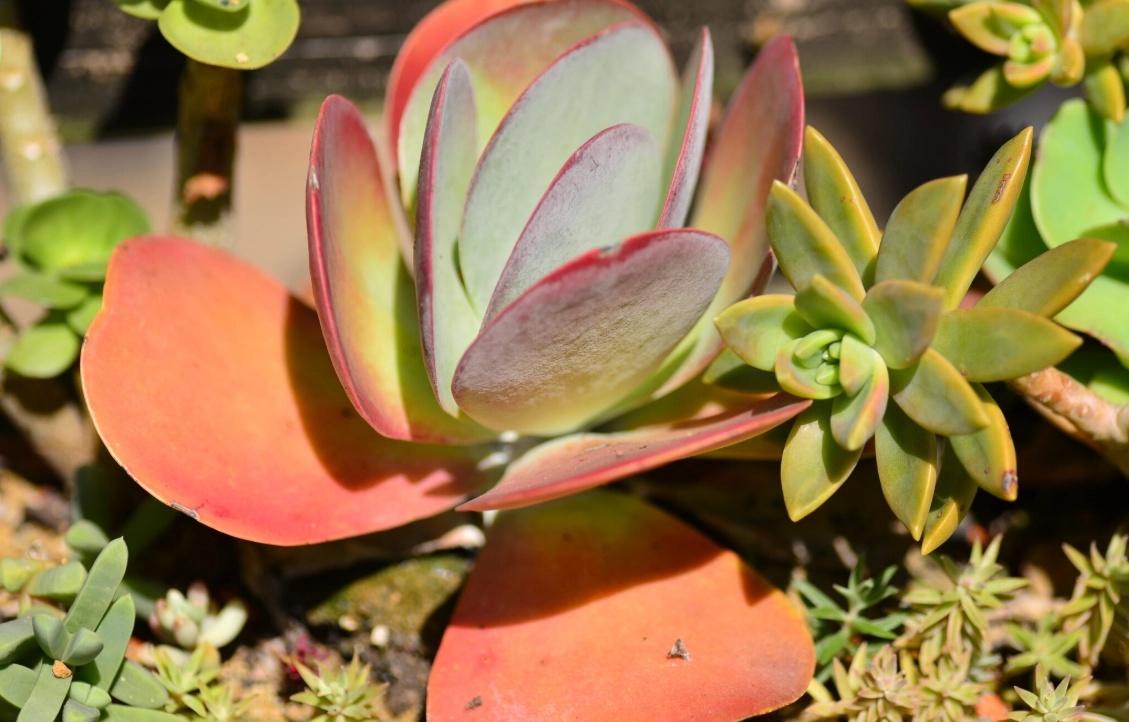 唐印養護 唐印養護