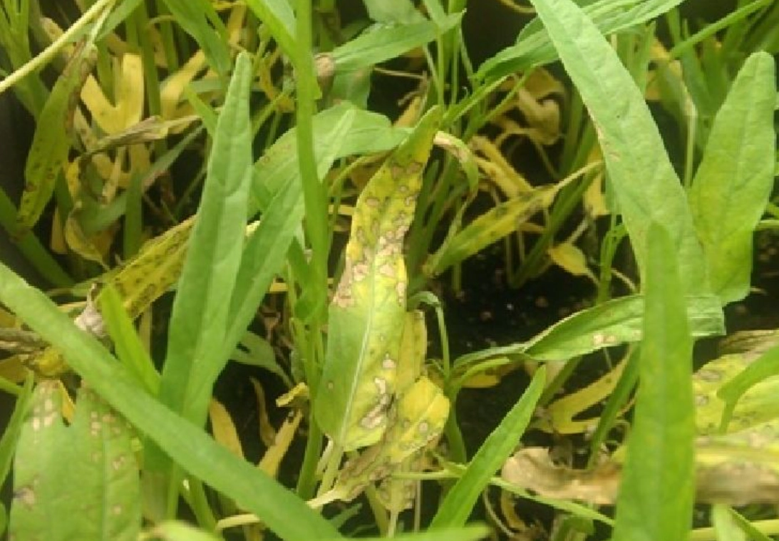 空心菜變黃 空心菜變黃