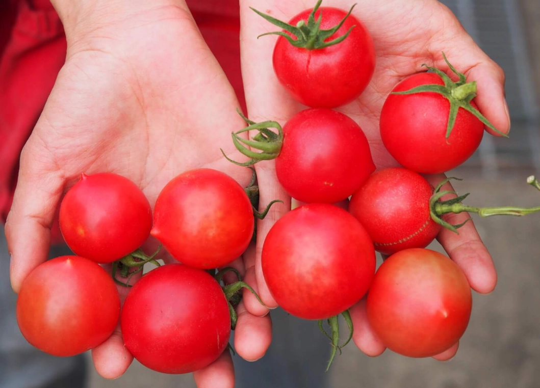 最好吃番茄 最好吃番茄