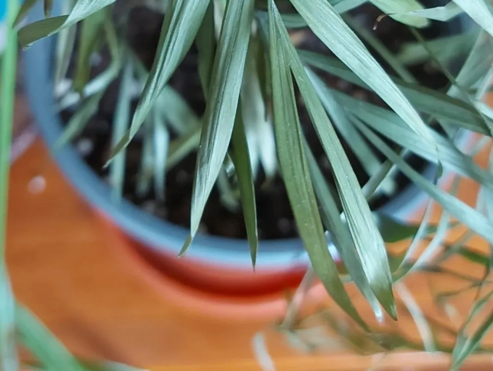 室內植物葉尖焦枯