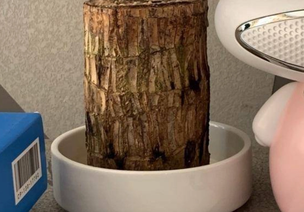 巴西木不發芽原因 巴西木不發芽原因