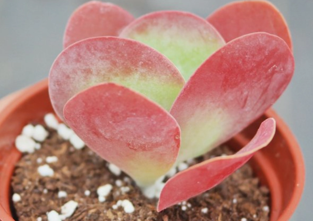 唐印養護 唐印養護