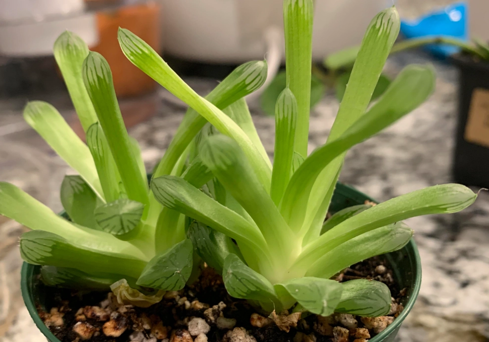 玉露徒長 玉露徒長