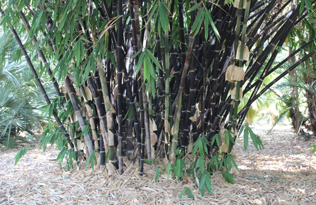 竹類植物照顧 竹類植物照顧