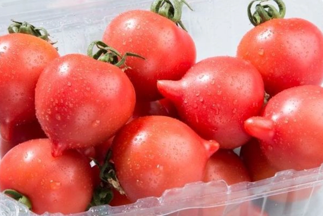 台灣番茄 台灣番茄