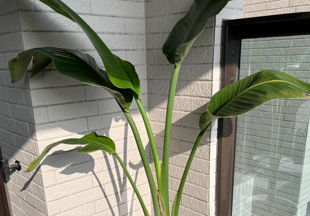 天堂鳥養護技巧