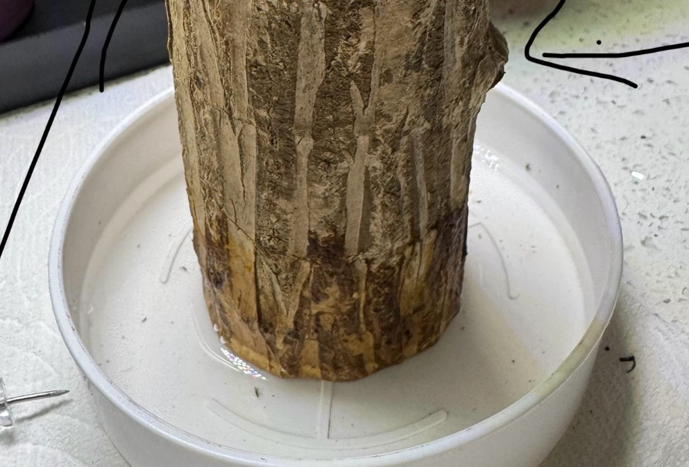 巴西木照顧 巴西木照顧