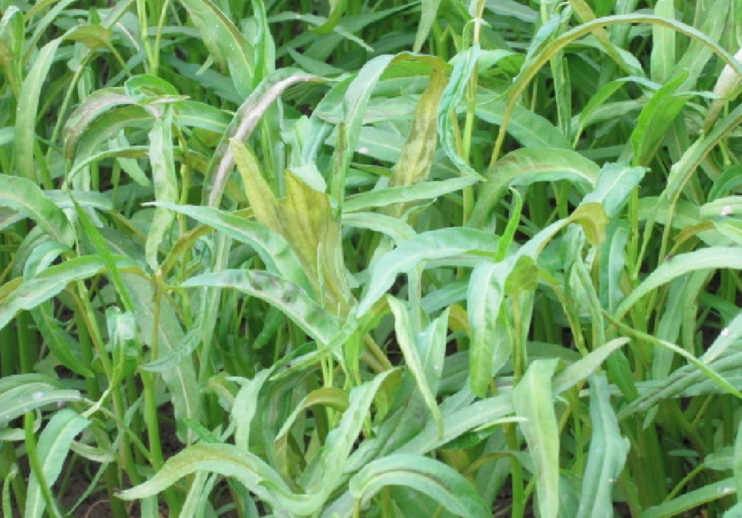 空心菜變黃 空心菜變黃