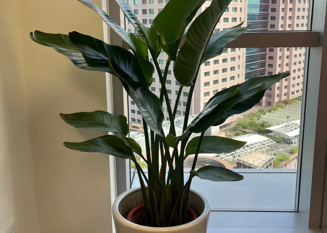 室內植物開花 室內植物開花