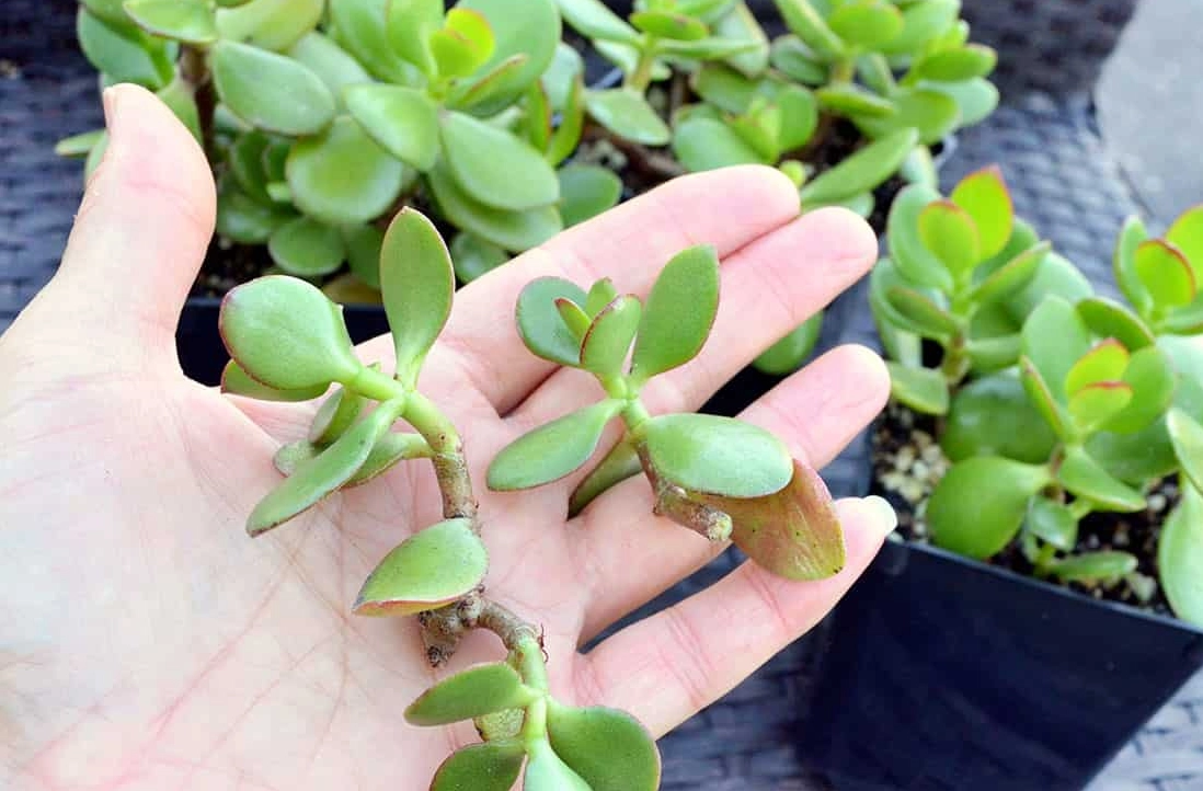 多肉植物繁殖 多肉植物繁殖