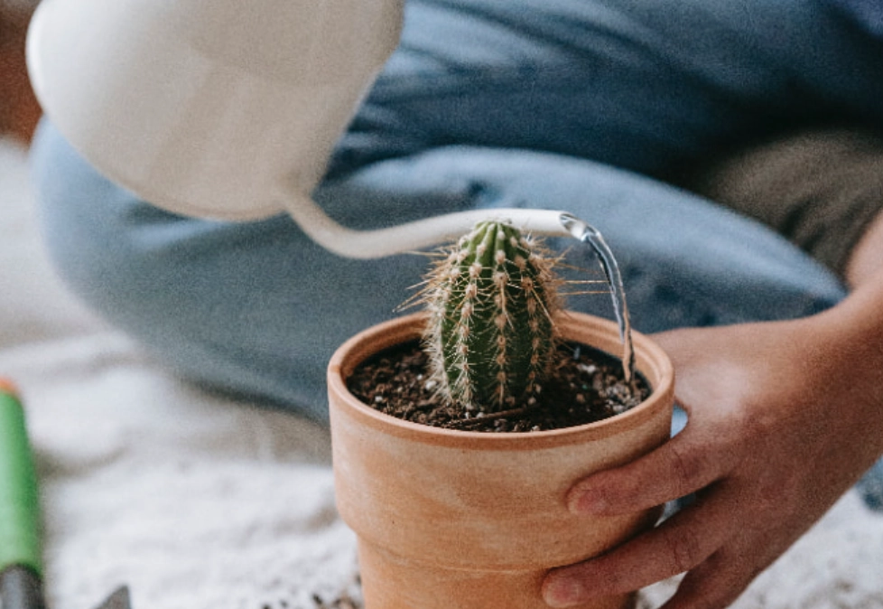 盆栽澆水頻率 盆栽澆水頻率