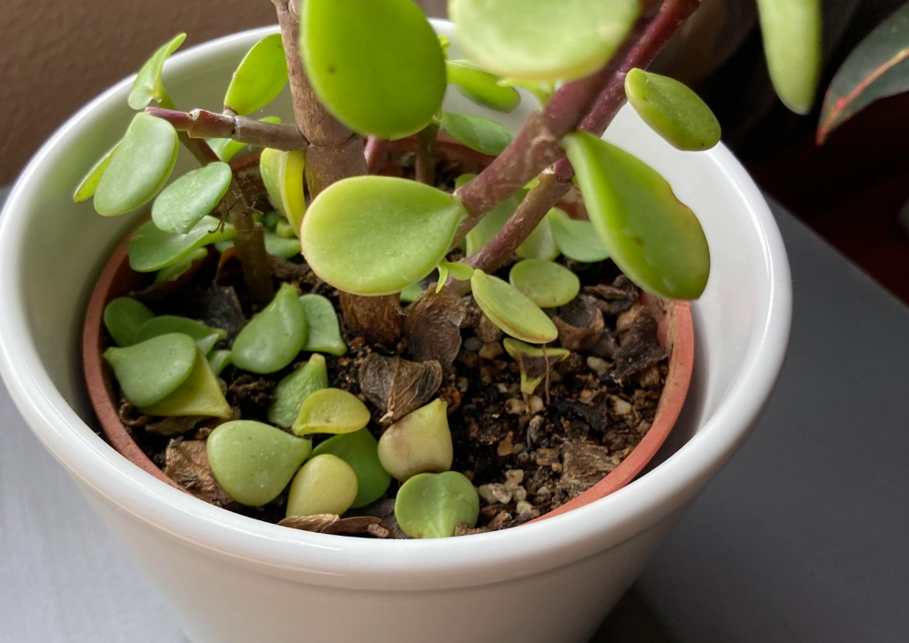 多肉掉葉原因 多肉掉葉原因