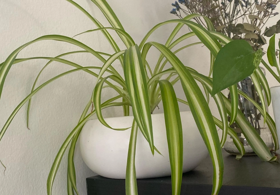 虎尾蘭 貓咪 安全