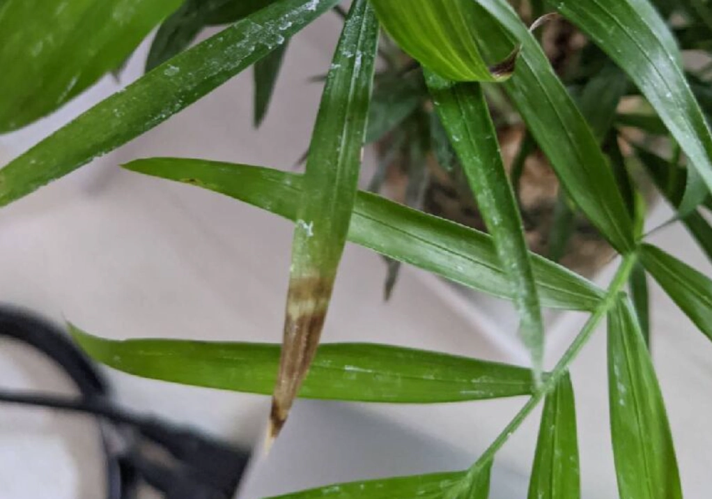 袖珍椰子葉子焦枯