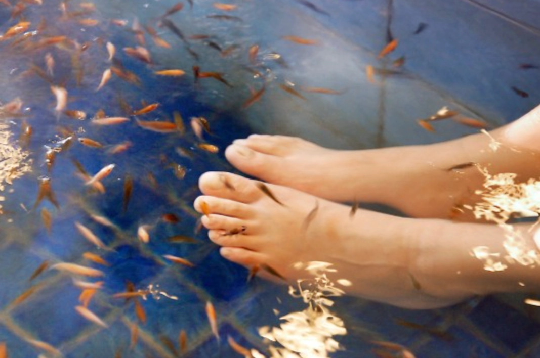 夢到被魚咬腳解析 夢到被魚咬腳解析