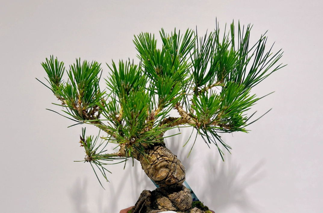 室內盆栽樹種 室內盆栽樹種