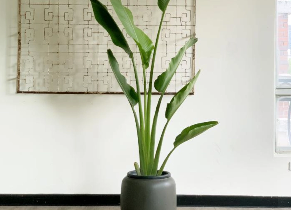 天堂鳥養護技巧