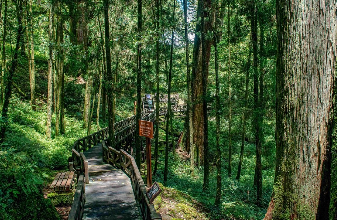 台灣二葉松 分布 台灣二葉松 分布