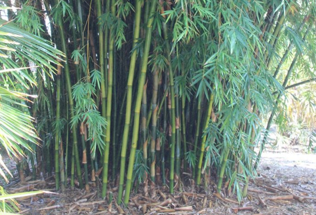 竹子盆栽 竹子盆栽