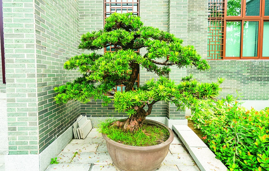 陽台種樹 陽台種樹