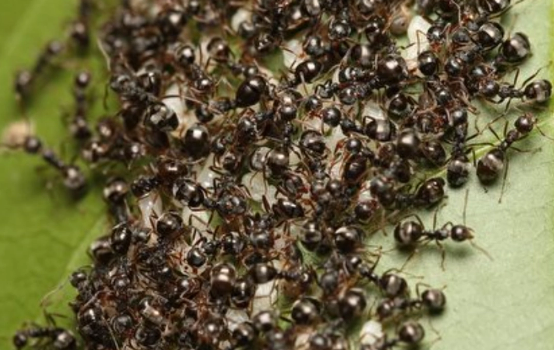 螞蟻夢境 解析 螞蟻夢境 解析