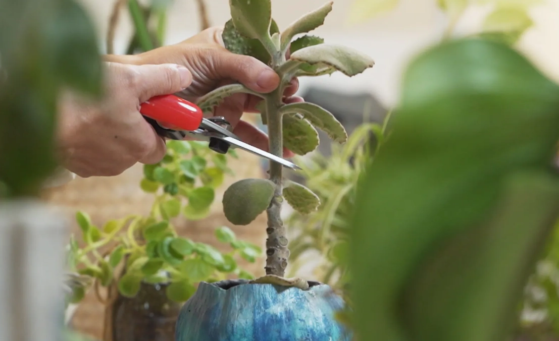 園藝修剪工具 園藝修剪工具