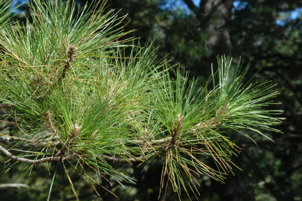 台灣二葉松 分布 台灣二葉松 分布